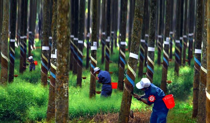 Khối lượng xuất khẩu cao su của Thái Lan đứng đầu thế giới